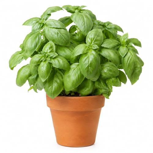 Semi di Basilico Italiano Comune 500 Semi – Pianta Aromatica Profumata, Ideale per Orto, Vaso e Balcone, Perfetta per Cucina, Pesto e Condimenti