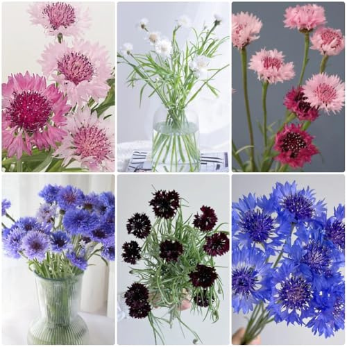 Semillas de aciano, perenne y resistente de balcón Centaurea cyanus, silvestres, orgánicas 100pcs