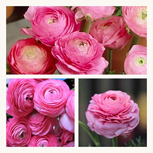 Ranunculus Pink Flower Corms/Bulbs. Hardy Colourful Flowers. (10)