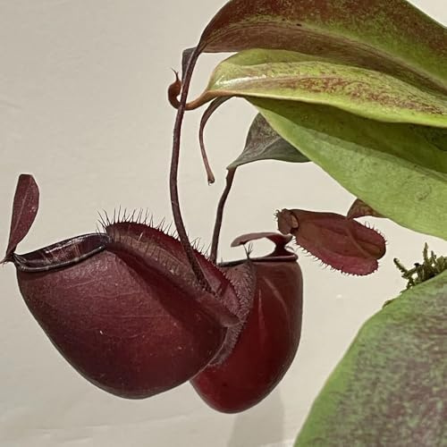 Semi di Nepenthes, Nepenthes mirabilis, da balcone, semi rustici carnivora carnivora, esotiche semi di d'appartamento rare 200pcs