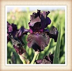 Iris bulbs, gentle and graceful family posture/artificial flowers/delicate flowers - 1.4 bulbs :Package Seeds Only
