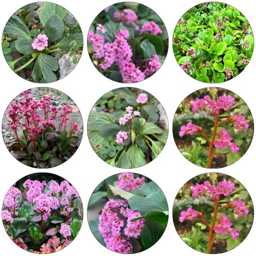 bergenia cordifolia - jardín de balcón oficina decoración semillas 200pcs