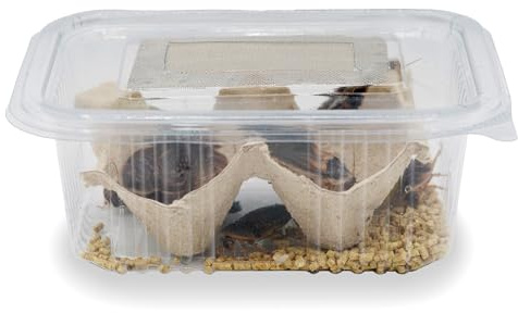 Cucaracha Argentina (Blaptica dubia) - Alimento Vivo Nutritivo para Reptiles y Anfibios (L / 300)