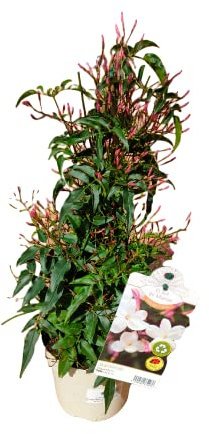 Verdecora Jazmín Chino | Planta natural de exterior con flor | Planta Perenne Trepadora Perfumada | Floración abundante | Perfecto para decorar jardín, terraza, balcón (Maceta Ø13cm)