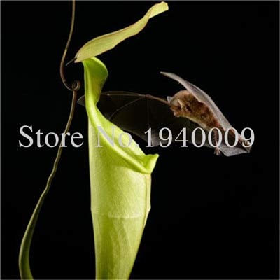 Graines De Fleurs Fraîches De Nepenthes Jamban Pour Planter En Vert Paquet De 100 Graines