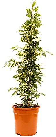 Bonplants Ficus Benjamin Starlight Variegato, Pianta Vera Sempreverde Ornamentale (Vaso 21 cm Altezza 105 cm, Variegato Chiaro)