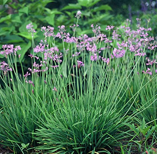 Graines d'ail de la société Tulhia Violacea Herbe ornementale et de cuisine