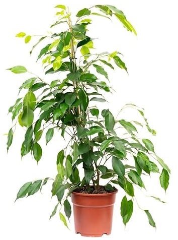 Ficus Benjamina en Maceta de 17cm Planta Natural de 100cm para Interiores