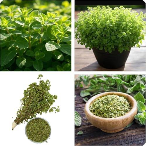 Semi di Origano, Origanum Vulgare, Erba Aromatica e Curativa proprietà antiossidanti, antibatteriche, digestive e antinfiammatorie, Confezione da 500 Semi