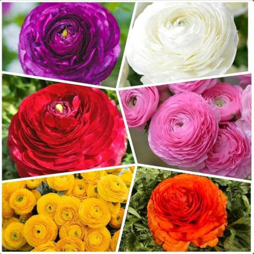 10pcs Mixed Color Ranunculus Bulbs Fall Planting for Spring Blooms Easily Grown Flower Bulbs