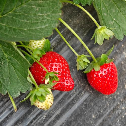 Semi di fragola, regali da giardino semi biologici per luoghi soleggiati regali sostenibili regali per gli amanti del giardino 200pcs