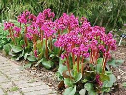BERGENIA cordifolia Shoeshine Rose Hardy Perennial Flowering Plant in 9cm Pot