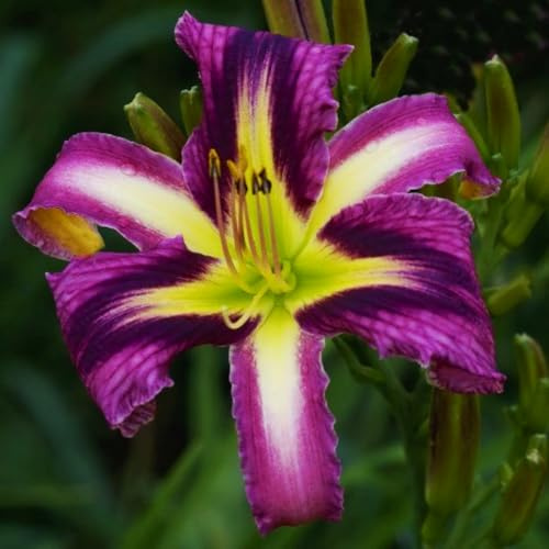 Rizoma de Hemerocallis perenne- Azucenas Daylily rizoma- Decuado para plantar al aire libre- Diseño de paisaje- Floración duradera-d-5 Rizomas