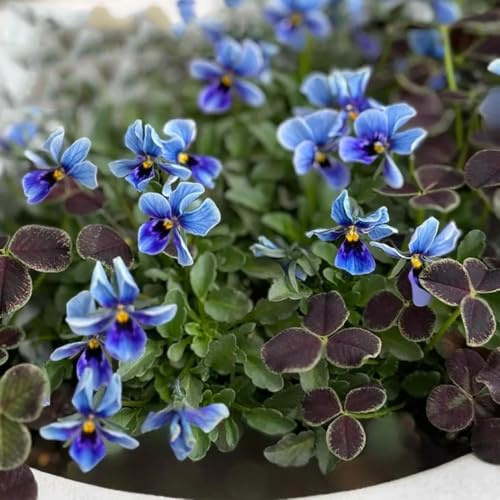 Semi di viola del pensiero biologici, semi di Viola tricolore, di viola del pensiero resistenti da giardino roccioso regali per gli 120pcs
