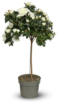 Attitude Jardin - Azalée Indica Tige - Plante d'intérieur - 70-80 cm - ⌀ 19 cm - Fleur Blanche