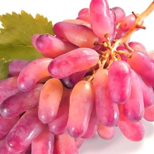 Weinreben kaufen winterhart zwiebeln,winterhart,klettererdbeeren Pflanzen,vitis vinifera weinrebe,Weintrauben Pflanzen Kernlos winterhart Süße,trauben pflanzen,tafeltraube.-1 zwiebeln-I