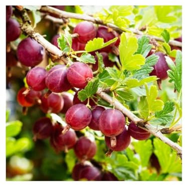 Uva Spina Rossa Ribes uva-crispa Hinnonmaki Rod frutti di bosco pianta in vaso 9x9 cm Vivaio di Castelletto