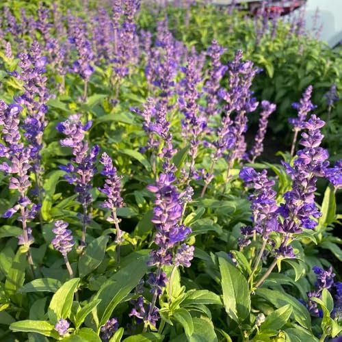 salbeisamen kräutersamen pflanzensamen blumensamen balkon garten topfpflanzen garten geschenke für männer, kräuter stauden winterhart mehrjährig zimmerpflanze exotische pflanzen 80pcs