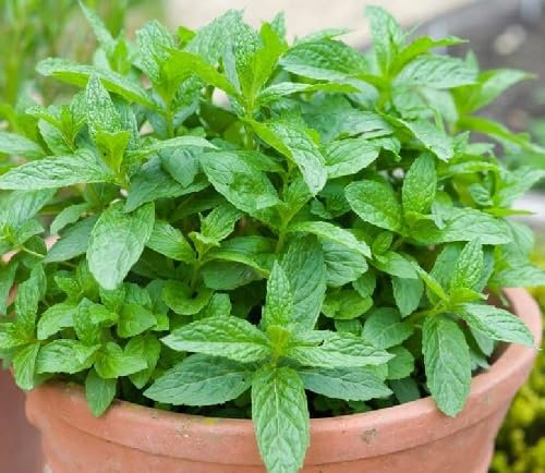 Semi di menta 50pz verde