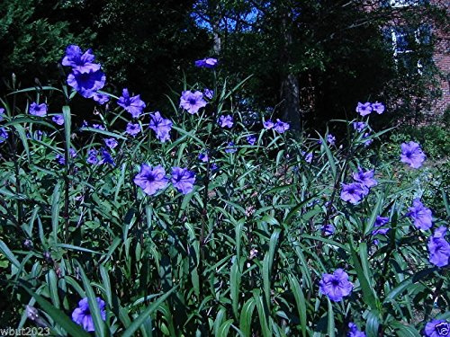 Graines de pétunia mexicaines Ruellia Brittoniana 'Blue Star' paquet de 100 graines