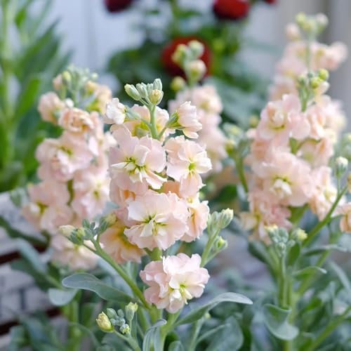 levkojen usambaraveilchen pflanze samen - violette - steingartenpflanzen winterhart, deko blumen violet samen samen alte sorten, blumenwiese samen blumensamen balkon, winterharte 500pcs