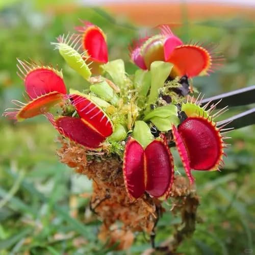 venusfliegenfalle pflanze samen - pflanztopf, extrem winterharte kübelpflanzen zimmerpflanzen, pflanzen winterhart draußen deko wohnzimmer, balkonpflanzen winterhart blumen deko, samen 20pcs