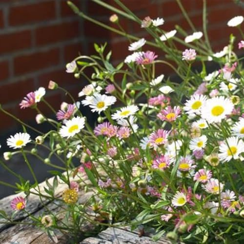 Semillas de margarita española, Semillas de jardín Erigeron karvinskianus 200pcs