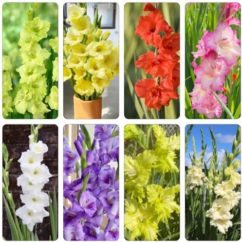 bulbi gladioli rocce interni ufficio reverdecimiento tetti resistenti decorativi bonsái balcone letti elevati 8pcs