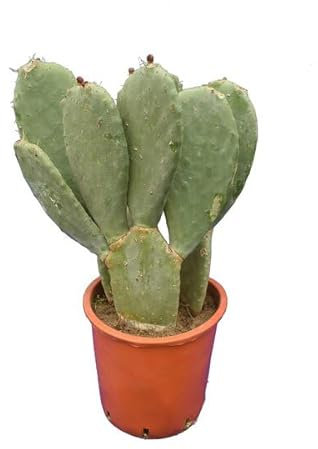 Fico d'india albero 70cm con radici - Opuntia ficus indica
