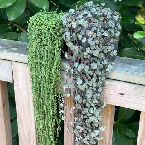 leuchterblume pflanze samen - samen blumenwiese, blumengarten Ceropegia woodii kletterpflanzen, winterharte stauden mehrjährig schnittblumen, stauden winterhart steingartenpflanzen 100pcs