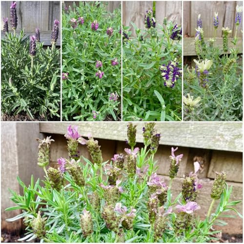 semi di lavanda biologici, perenni resistenti, giardino, per balcone 500pcs