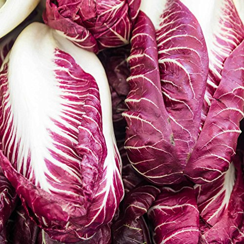 Radicchio Garden Seeds - Rouge de Verona Variety - 1 oz - Heirloom Vegetable Gardening Seed - Grow Non-GMO Vegetables and Salad Greens