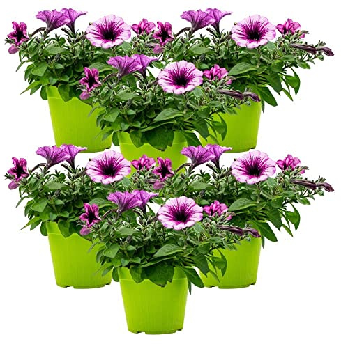 Petunia in varietà (6 PIANTE) - Fiori NON commestibili - Azienda agricola Carmazzi