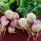 Turnip Purple Top White Globe Seeds – High-Yield & Fast-Growing – Heirloom Variety for Crisp, Sweet Roots & Greens – Fresh Tasty Vegetables – for Your Kitchen Garden