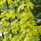 Echter Hopfen 'Hallertauer Tradition' - Humulus lupulus - Winterharte Kletterpflanze - Containerpflanze - Top Qualität von Garten Schlüter