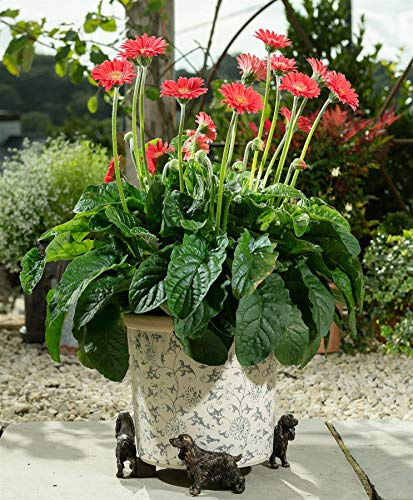 Potty Feet Lot de 3 Pieds de Pot de Fleurs en Bronze Antique