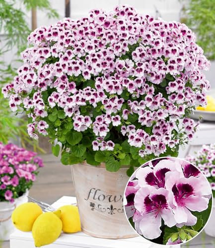 BALDUR-Garten Duft-Geranie 'Mosquitaway Lizzy', 3 Pflanzen, Pelargonium crispum, mehrjährig - frostfrei halten, pflegeleicht, intensiver Zitronenduft gegen lästige Mücken, zweifarbige Blüten