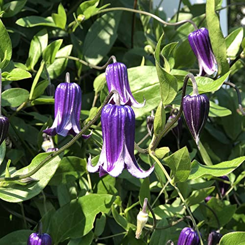 Roguchi Clematis Vine - Purple - 2.5 Pot