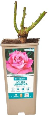 Rosal de Pie Bajo Rosa Natural la Floración de la Primavera en tu Patio