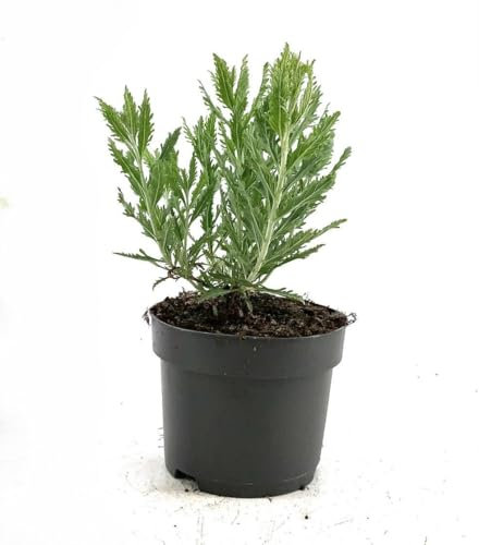 Perovskia Salvia Russa | Pianta Ornamentale Resistente | Fiori Lilla & Profumati | Mellifera | Vaso 7x7 cm Vivaio di Castelletto