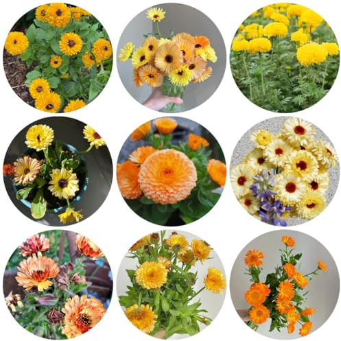 calendula - balcone recisi semi di calendula decorativo semi di per balcone insoliti Decorazioni giardino per esterni, 350semi