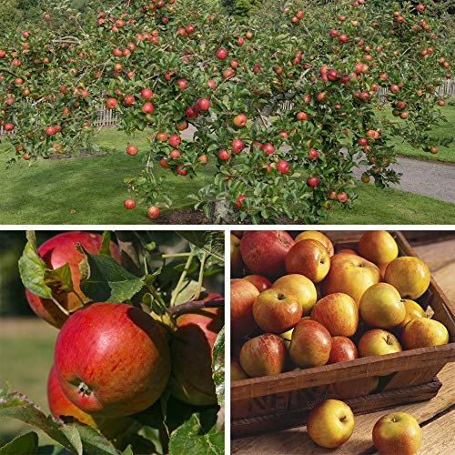 Thompson & Morgan Hardy Apple Fruit Tree ‘Family Apple Tree’ 3 Varieties in One, Bare Root Plant, Highly Attractive to Pollinators, High Yielding Ideal for Kitchen Gardens, Allotments & Containers