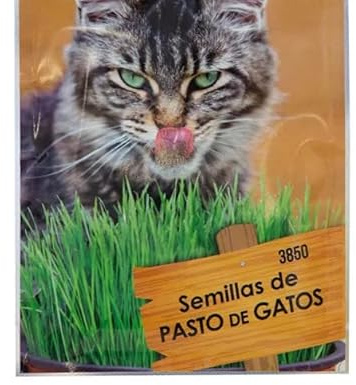 Semillas de Hierba de Gato Planta Natural Que Ayuda en la Digestión y Purga