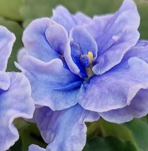 1 x African Violet Saintpaulia Flowering Blue Light Color in 12cm pots