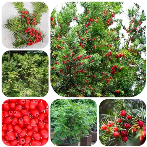 semillas de taxus baccata - ción de interior semillas orgánicas variedades antiguas resistentes para jardín 130pcs