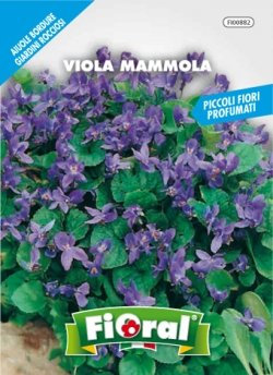 Sementi da fiore di qualità in bustina per uso amatoriale (VIOLA MAMMOLA)