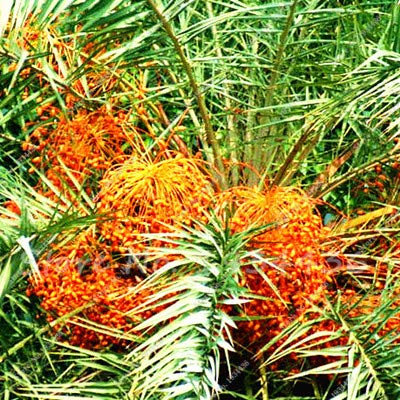 PlenTree 10 pcs/paquet, palmier dattier Phoenix dactylifera Arbre en es Bonsaï Sementes De Flores Jardinagem Em Casa: 5