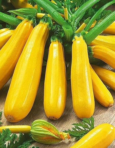 Buy4seeds 50x Seeds COURGETTE - Professional Zucchini Yellow Easy for Grow Garden