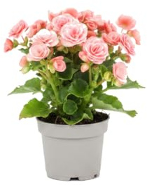 Begonia Hiemalis Rosa Planta Natural en Maceta 14 cm DECOALIVE