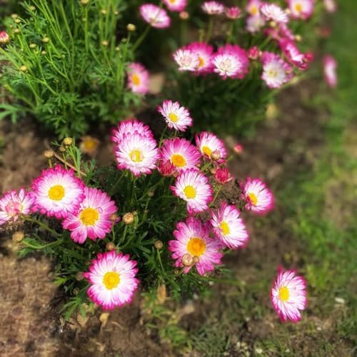 semillas de margaritas de balcón plantación de jardín Decoración 750pcs